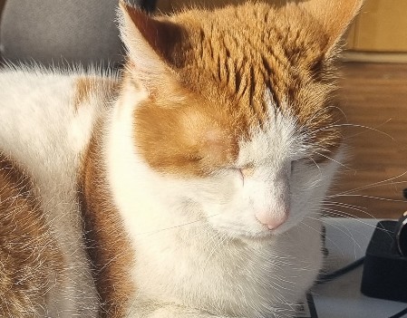 Tinka