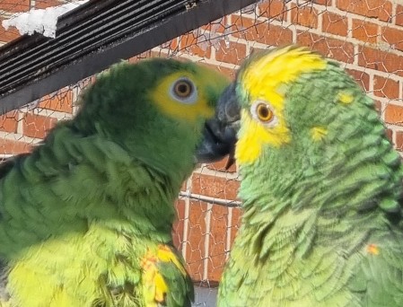 Kiki & Rocky