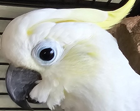 Zuzu